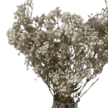 Natural Preserved Baby’s Breath