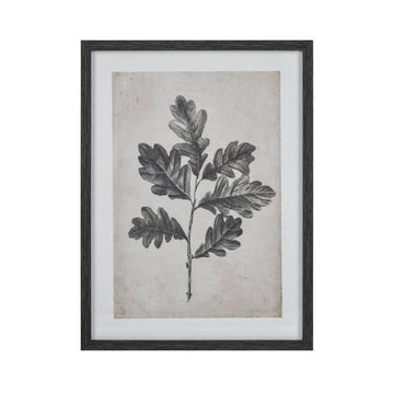 Oak Botanic Framed Line Drawing Wall Art