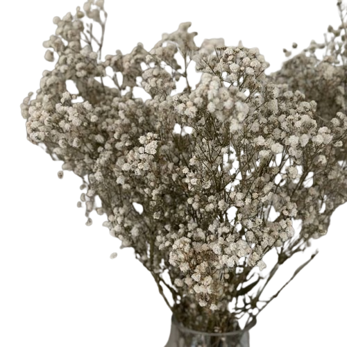 Natural Preserved Baby’s Breath