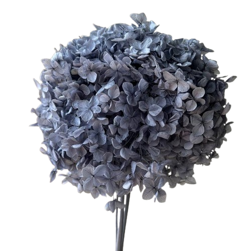 Preserved Hydrangeas, Dried Floral Décor